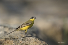 <p>KONIPAS LUČNÍ (Motacilla flava) - jižní Morava - Strachotín ---- /Western yellow wagtail - Schafstelze/</p>